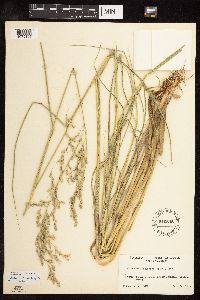 Scolochloa festucacea image