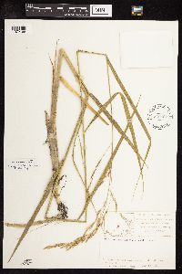 Scolochloa festucacea image