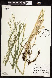 Scolochloa festucacea image