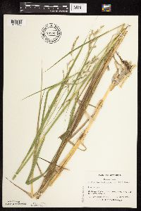 Scolochloa festucacea image