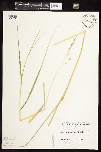 Scolochloa festucacea image