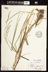 Scolochloa festucacea image