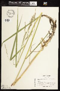 Scolochloa festucacea image