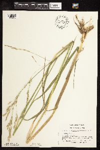Scolochloa festucacea image