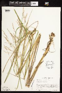 Scolochloa festucacea image
