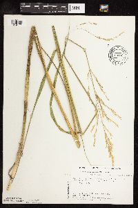 Scolochloa festucacea image