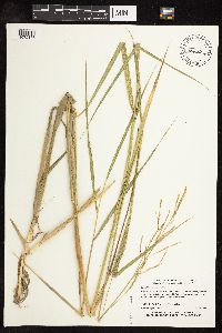 Scolochloa festucacea image