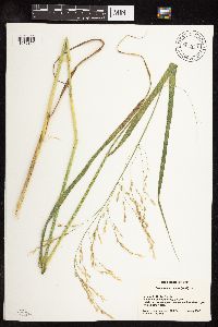 Scolochloa festucacea image