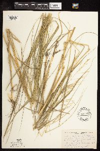 Scolochloa festucacea image