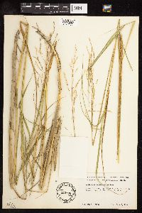 Scolochloa festucacea image