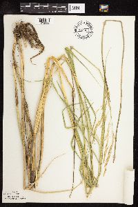 Scolochloa festucacea image