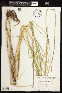 Scolochloa festucacea image
