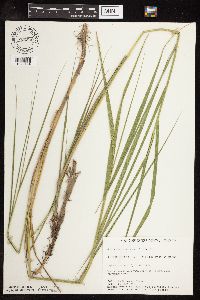Scolochloa festucacea image