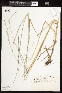 Scolochloa festucacea image