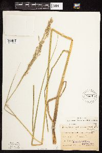 Scolochloa festucacea image