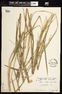 Scolochloa festucacea image