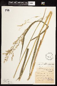 Scolochloa festucacea image