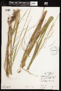 Scolochloa festucacea image