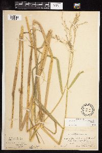Scolochloa festucacea image