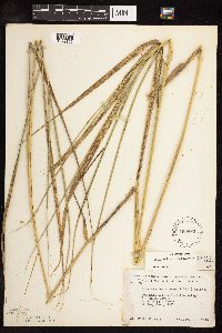 Scolochloa festucacea image