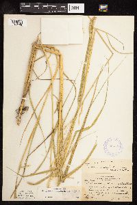 Scolochloa festucacea image