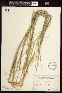 Scolochloa festucacea image