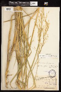 Scolochloa festucacea image