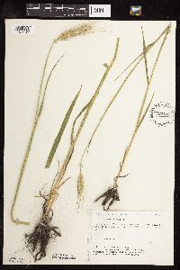 Secale cereale image