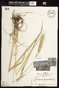 Secale cereale image