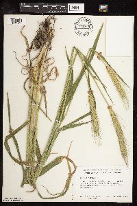 Secale cereale image