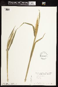 Secale cereale image