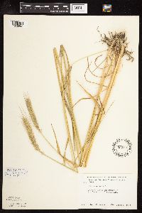 Secale cereale image