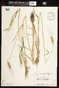 Secale cereale image