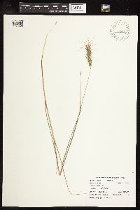 Secale cereale image