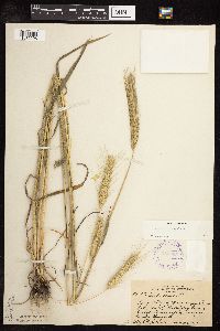 Secale cereale image