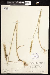 Secale cereale image