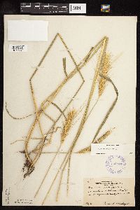 Secale cereale image