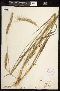 Secale cereale image