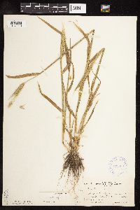 Secale cereale image