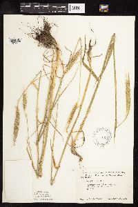 Secale cereale image