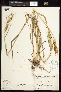 Secale cereale image