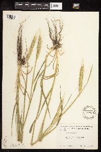 Secale cereale image