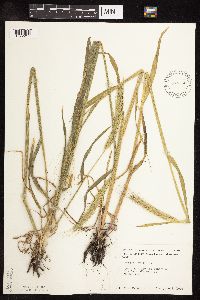 Secale cereale image