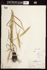 Secale cereale image