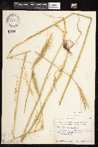 Secale cereale image