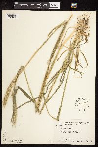 Secale cereale image