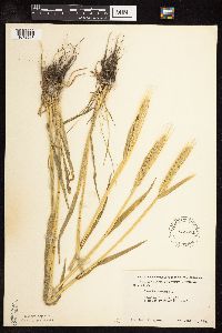 Secale cereale image