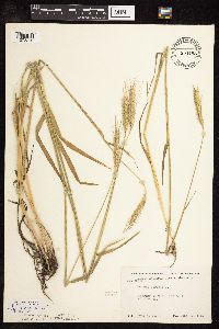 Secale cereale image