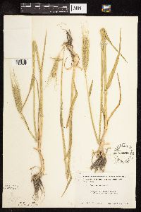 Secale cereale image