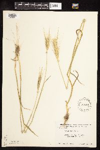 Secale cereale image